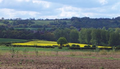 rapeseed field